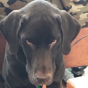 Meet your Posher, Pattie